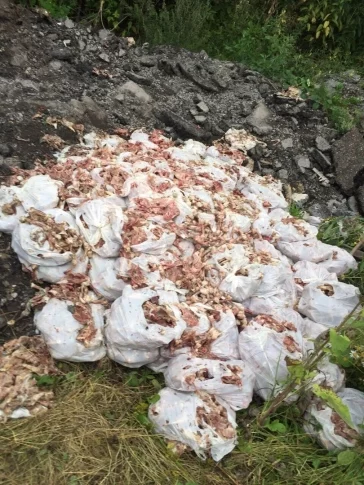 Фото: «100 пакетов с тухлым мясом»: кемеровчан возмутила свалка с куриными отходами 2