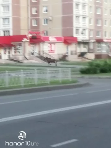 Фото: Жители Междуреченска заметили лося, бегавшего по улицам 1