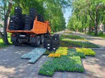 Фото: В Кемерове на клумбах высадили почти 270 тысяч цветов 1