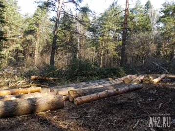 Фото: Кузбассовец незаконно вырубил деревья на 56 000 рублей 1