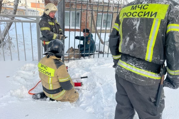 В Юрге спасли косулю, застрявшую в школьном заборе