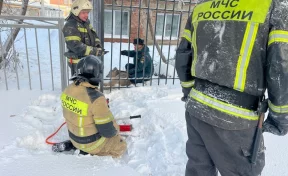 В Юрге спасли косулю, застрявшую в школьном заборе