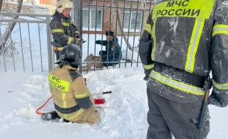 В Юрге спасли косулю, застрявшую в школьном заборе