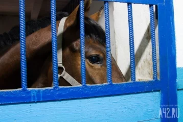Фото: На въезде в Кемерово задержали 30 лошадей и 30 овец без документов 1