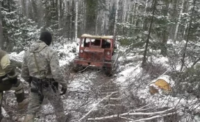 В Кузбассе будут судить «чёрных лесорубов», вырубивших лес на 17 млн рублей