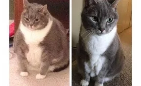 Пользователей Сети умилило преображение толстого кота