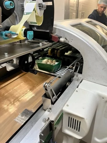 Фото: Александр Кривцов: в Кузбассе начали выращивать королевские шампиньоны 2