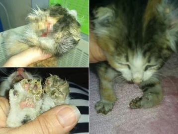 Фото: Под Ростовом живодёры попытались снять скальп с котёнка и опалили ему лапы 1