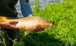 На рыбалку без внедорожника. Какая рыба водится в радиусе 50 километров от Кемерова и как её ловить