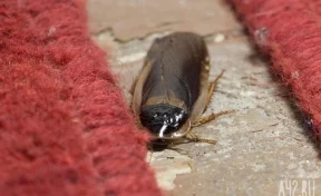 Учёные предрекли нашествие тараканов и клопов с генетическими мутациями: проверенные средства больше не помогают