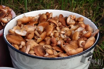 Фото: Власти Кузбасса рассказали о новых правилах сбора грибов и берёзового сока 1