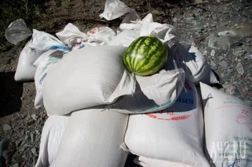 Фото: Врач рассказала об опасности ранних арбузов 1