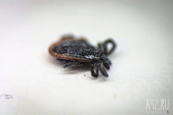 Роспотребнадзор: клещи особенно активны в Краснодарском крае и Крыму