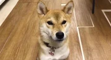 Фото: Говорящий по-японски пёс восхитил пользователей Сети 1