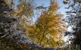Ливни, грозы и туманы: синоптики дали прогноз погоды на неделю в Кузбассе