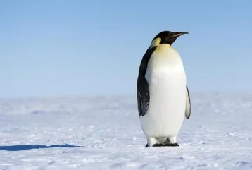Фото: Найдены останки пингвина, имевшего рост взрослого человека 1