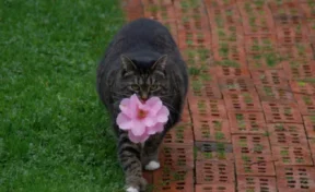 Толстая кошка каждый день дарит своей хозяйке цветы