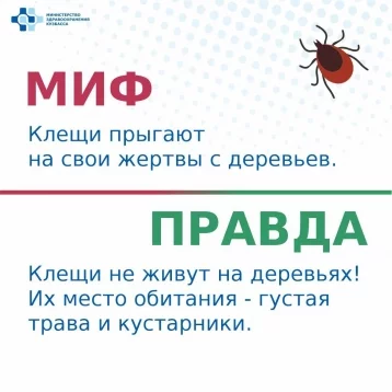 Фото: Боятся масла и светлой одежды: в минздраве Кузбасса развеяли главные мифы о клещах 3