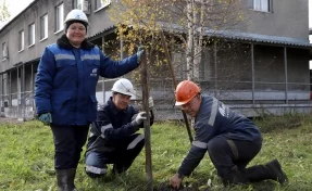 «Южный Кузбасс» высаживает деревья