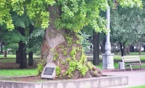 В кемеровском парке имени Жукова высадят знаменитый «Тополь Победы»
