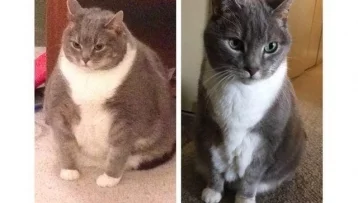 Фото: Пользователей Сети умилило преображение толстого кота 1