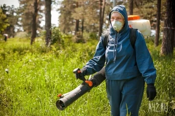 Фото: В Кузбассе организована «горячая линия» по профилактике клещевого энцефалита 1