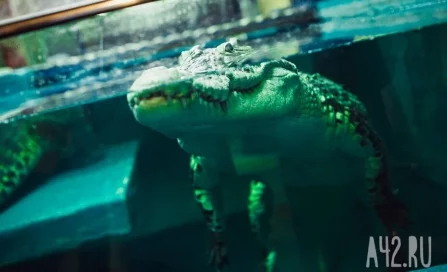 В Австралии крокодил убил подростка, у которого сломалась надувная лодка