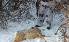 В Кузбассе браконьер убил сибирскую косулю
