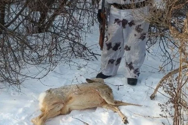 В Кузбассе браконьер убил сибирскую косулю