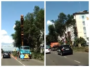 Фото: Кемеровчане обеспокоены массовой опиловкой деревьев на улице Тухачевского 1