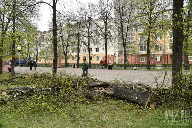 Фото: В Кемерове начали вырубать опасные липы на Аллее Героев 7