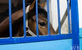 На въезде в Кемерово задержали 30 лошадей и 30 овец без документов