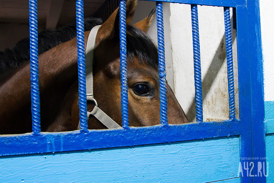 На въезде в Кемерово задержали 30 лошадей и 30 овец без документов