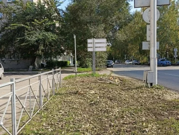 Фото: В Кемерове высадят более тысячи саженцев на месте спиленных аварийных деревьев 1