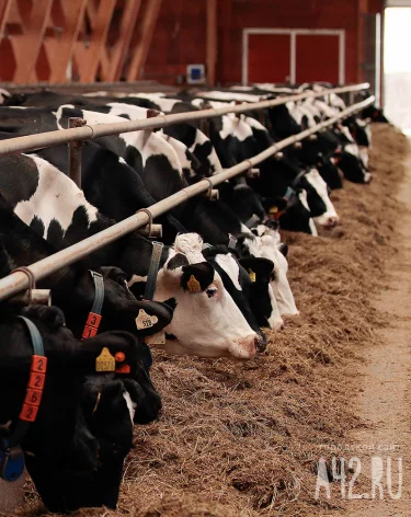 Жительница Кузбасса стала миллионершей за счёт государства: грант в 3,5 млн она потратила на себя