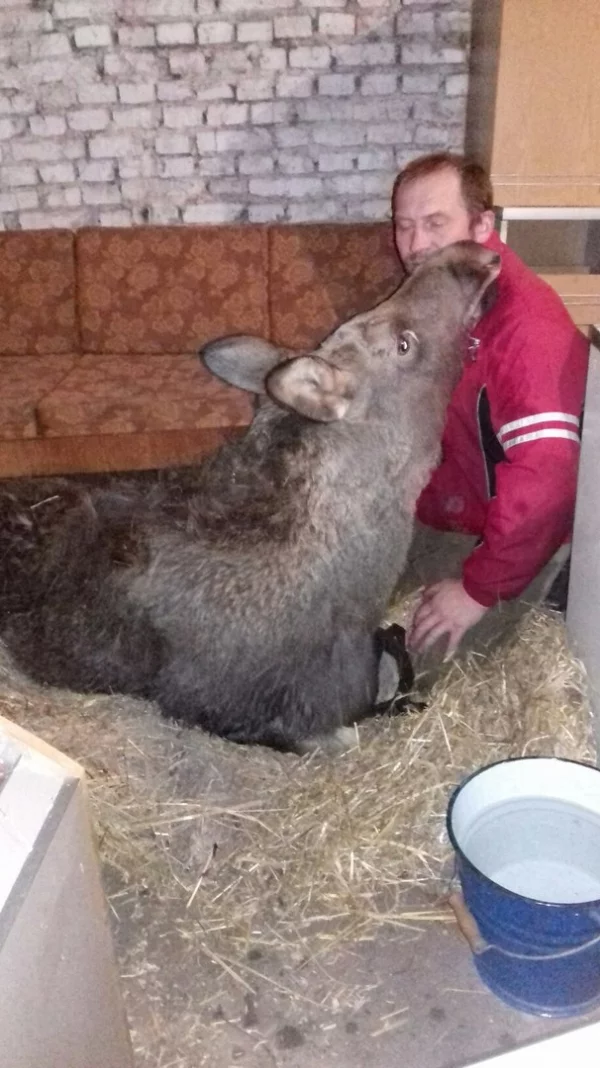 Фото: В кемеровский приют для бездомных животных привезли лосёнка с простреленной ногой 2