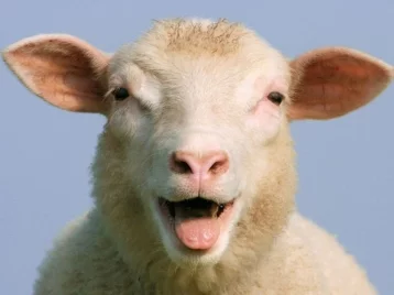 Фото: Многодетным кузбассовцам подарили по овце 1