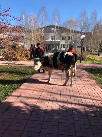 Фото: Бык ворвался в городской парк в Кузбассе: потребовалась помощь спасателей 3