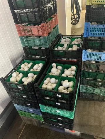 Фото: Александр Кривцов: в Кузбассе начали выращивать королевские шампиньоны 3