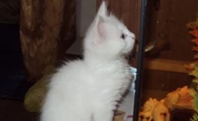 Ростовчанин выставил на продажу «волшебного» белого кота