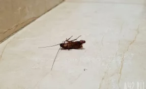 Новокузнечанка пожаловалась на тараканов, ползающих по диванам в кафе