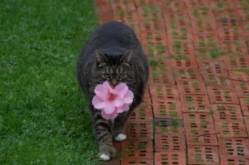 Фото: Толстая кошка каждый день дарит своей хозяйке цветы 1