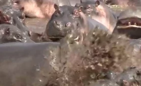 Драка крокодила и 30 бегемотов попала на видео