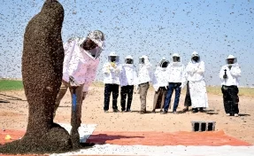 Номер не удался: пчела сорвала мировой рекорд в Саудовской Аравии