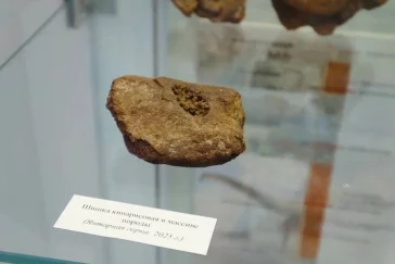 Фото: В Кузбассе обнаружили самый древний в России янтарь, ему больше 100 млн лет 1