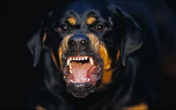 Фото: Спустивший пса на сотрудника Росгвардии мужчина стал фигурантом уголовного дела 1
