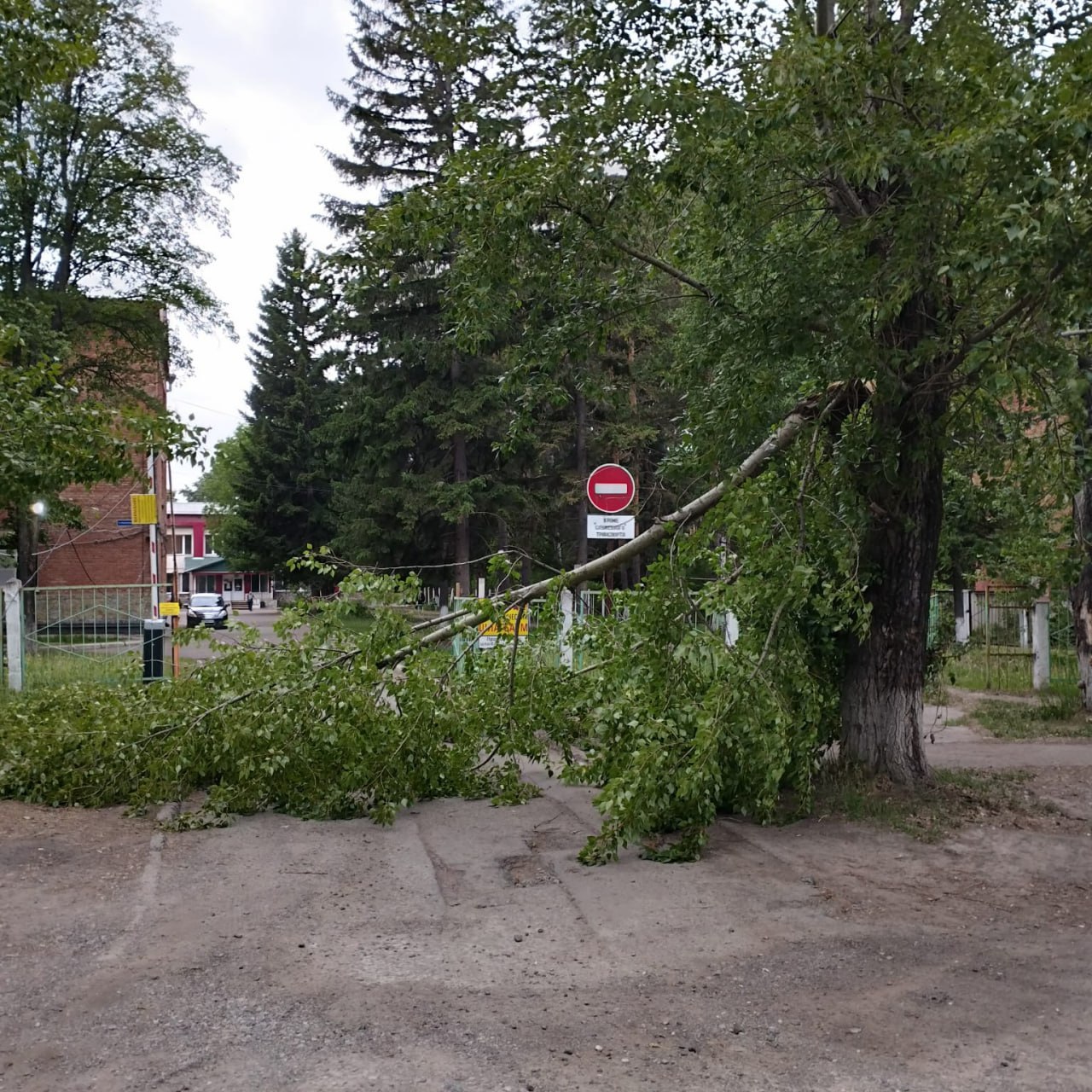 В Юрге упавшее дерево заблокировало въезд в горбольницу: работали спасатели