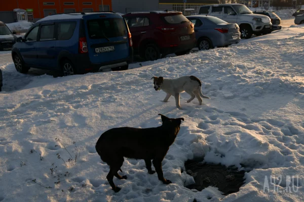 Жители Кузбасса пожаловались на нападения бродячих собак