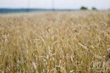 Фото: Губернатор Кузбасса Цивилёв: в этом году в регионе планируется собрать рекордный урожай зерна 1