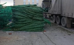 Из Кузбасса в Новосибирск отправили партию новогодних деревьев